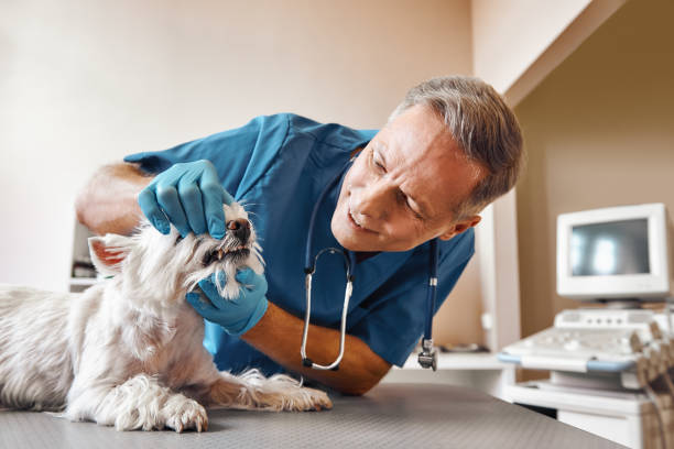 Best Emergency Root Canal Treatment in Noroton, CT